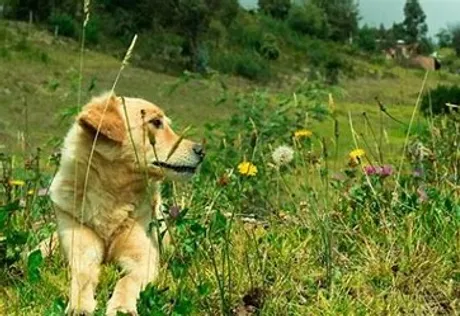 naturopathe,naturopathe formation,naturopathe définition, naturopathe paris, naturopathe salaire, naturopathe dangereux, naturopathe animalier, naturopathe def, naturopathe lille, homéopathe uniciste, naturopathe tarif, naturopathe doctolib, naturopathe c'est quoi, naturopathe metier, naturopathe tours, naturopathe etude, naturopathe avis, naturopathe amiens, naturopathe fertilité, naturopathe perte de poids, naturopathe holistique, naturopathe iridologue, naturopathe formation prix, naturopathe endometriose, naturopathe pour maigrir, naturopathe arras, naturopathe et perte de poids, naturopathe remboursement, naturopathe en ligne, naturopathe nutritionniste, naturopathe, naturopathe prix, naturopathe valenciennes, naturopathe formation reconnue, naturopathe diplome, naturopathe reflexologue, naturopathe oise, naturopathe villeneuve d'ascq, naturopathe grossesse, naturopathe calais, que prescrit un naturopathe, naturopathe wikipedia, naturopathe dunkerque, naturopathe qu'est ce que c'est, naturopathe pour animaux, naturopathe douai, naturopathe formation cpf, naturopathe à domicile, naturopathe thyroide, naturopathe rncp, naturopathe et cancer, naturopathe en anglais, naturopathe cambrai, naturopathe medecin, naturopathe hygiéniste, naturopathe saint omer, naturopathe emploi, naturopathe hazebrouck, naturopathe offre emploi, naturopathe intestin irritable, naturopathe boulogne sur mer, naturopathe 94, naturopathe et arthrose, naturopathe roubaix, naturopathe iridologie, naturopathe 22, naturopathe et acné, naturopathe a distance, naturopathe 93, naturopathe tourcoing, naturopathe yonne, naturopathe à proximité, naturopathe 62400, naturopathe bethune, naturopathe nord pas de calais, qu'est ce que naturopathe, naturopathe nord, naturopathe pas de calais, naturopathe laon, naturopathe lens, naturopathe youtube, naturopathe et depression, naturopathe 02 , naturopathe pour maigrir avis, naturopathe richebourg, naturopathe ussel, naturopathe croix, naturopathe lambersart, naturopathe quantique, naturopathe 82, naturopathe kinesiologue, naturopathe onisep, naturopathe uriage, naturopathe, maigrir avec naturopathe, pourquoi voir un naturopathe, naturopathe instagram",naturopathe 59, naturopathe 62, naturopathe uzerche, naturopathe lomme, naturopathe sans diplome, naturopathe montreuil sur mer, naturopathe ou phytothérapeute, naturopathe veterinaire, naturopathe pour tomber enceinte, naturopathe a quoi ca sert, naturopathe ou nutritionniste, pourquoi devenir naturopathe, naturopathe iridologue avis, naturopathe amiens avis, naturopathe, naturopathe et sophrologue, naturopathe formation duree, naturopathe pres de chez moi, naturopathe pour chat, naturopathe ou sophrologue, naturopathe hem, naturopathe royan xavier, naturopathe quel diplome, naturopathe vegan, naturopathe gouvieux, naturopathe noyon, naturopathe armentieres, naturopathe proces, naturopathe ou homéopathe, naturopathe, naturopathe que fait il ,naturopathe pour animaux formation, naturopathe, naturopathe à yaoundé, naturopathe, naturopathe à tours, naturopathe, naturopathe comment devenir, naturopathe ou naturothérapeute, c quoi naturopathe, naturopathe wasquehal, naturopathe henin beaumont, naturopathe HDF, naturopathe hdf, naturopathe école synergie, école synergie naturopathe, naturopathe hauts de france, naturopathe tournai, naturopathe sans frontière, naturopathe, naturopathe bergues, qui peut devenir naturopathe, naturopathe que soigne t il, naturopathe irene